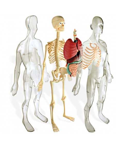 ANATOMÍA HUMANA