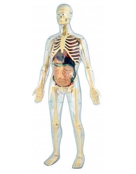 ANATOMÍA HUMANA