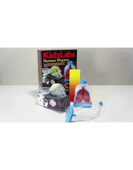 KIDZLABS ÓRGANOS HUMANOS