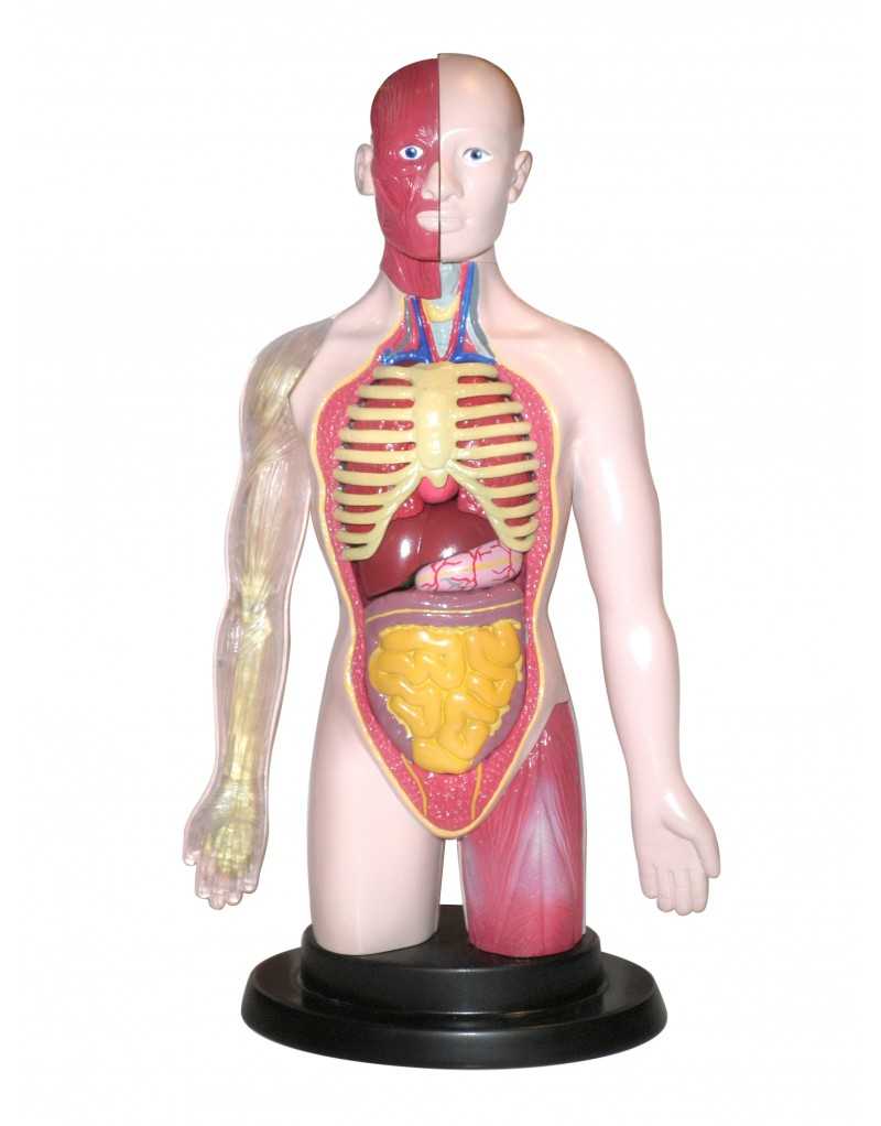 TORSO HUMANO