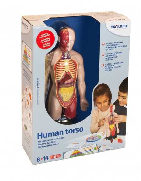 TORSO HUMANO