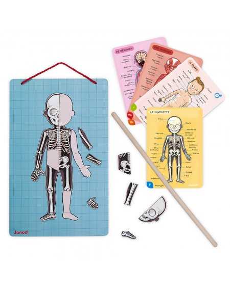 PUZZLE MAGNÉTICO CUERPO HUMANO